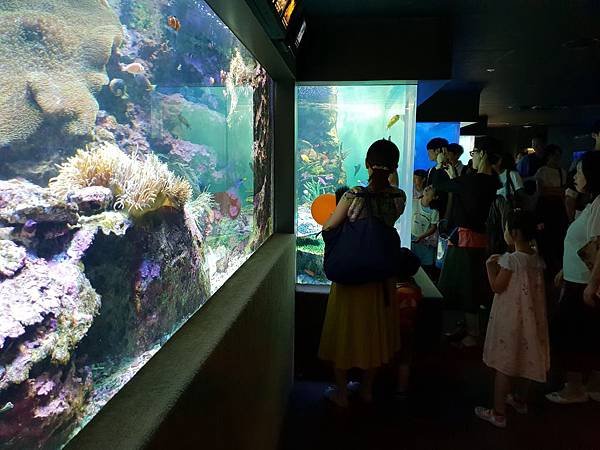 日本東京都Sunshine City：sunshine aQuarium (65).jpg