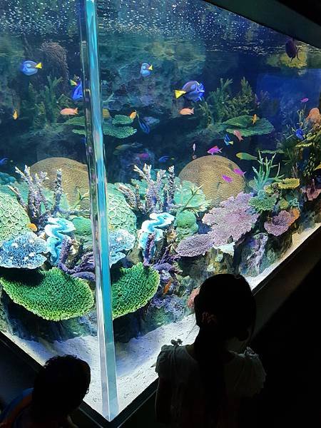 日本東京都Sunshine City：sunshine aQuarium (66).jpg