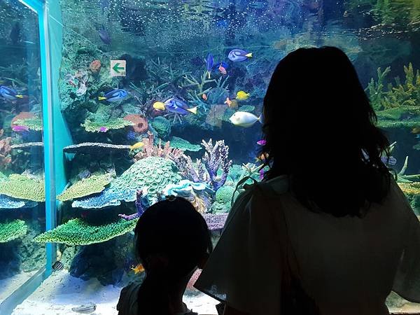 日本東京都Sunshine City：sunshine aQuarium (68).jpg