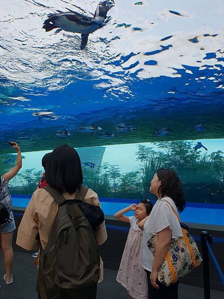 日本東京都Sunshine City：sunshine aQuarium (85).jpg