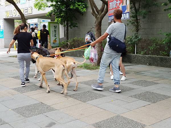 亞亞的汪汪大隊 (43).jpg