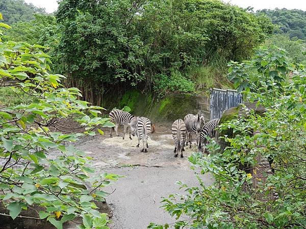 亞亞的動物園家庭日 (4).jpg