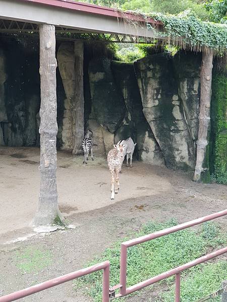 亞亞的動物園家庭日 (8).jpg