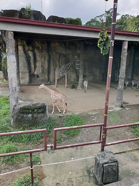 亞亞的動物園家庭日 (11).jpg