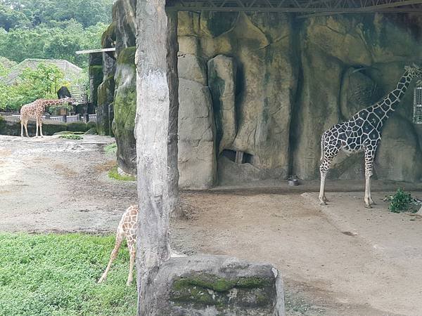 亞亞的動物園家庭日 (12).jpg