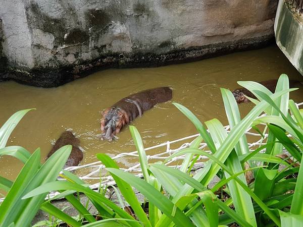 亞亞的動物園家庭日 (17).jpg