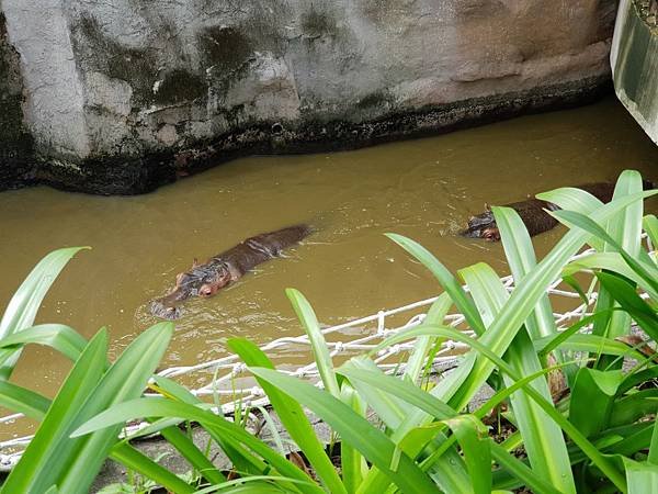 亞亞的動物園家庭日 (18).jpg