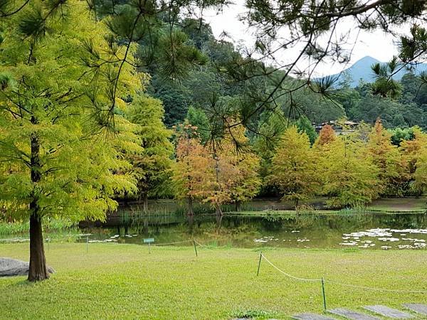 苗栗縣南庄鄉南庄雲水度假森林：羽松湖草原 (11).jpg