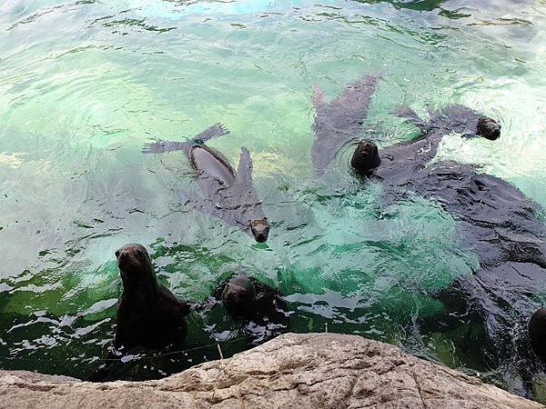 中國廣東省長隆海洋王國：海獅港灣 (5).jpg