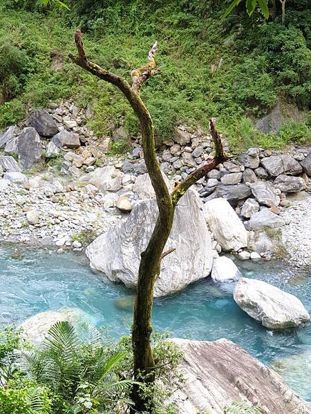 花蓮縣秀林鄉砂卡礑步道 (5).jpg