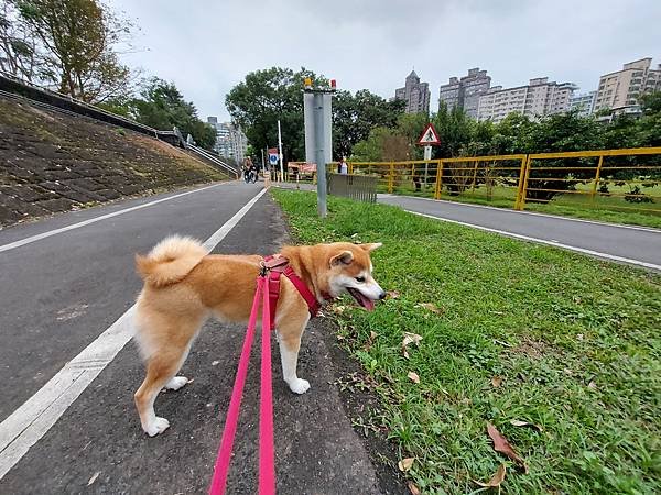 マル的跟狗一樣累 (2).jpg