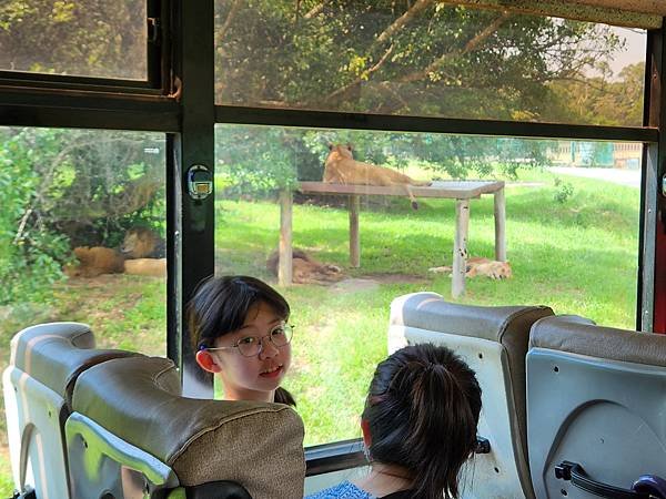 新竹縣關西鎮六福村主題遊樂園：猛獸區巴士 (1).jpg