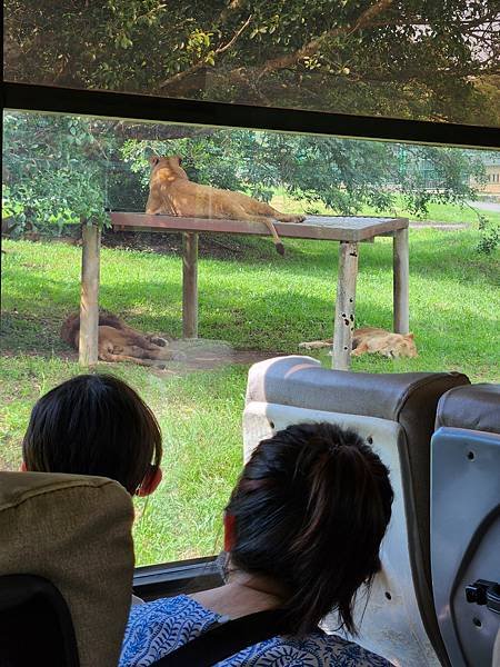 新竹縣關西鎮六福村主題遊樂園：猛獸區巴士 (3).jpg