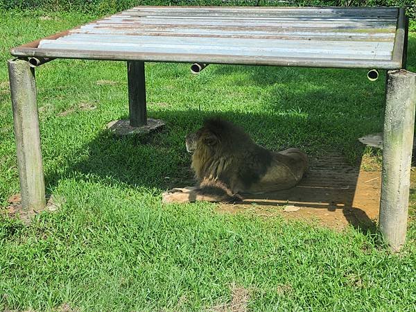 新竹縣關西鎮六福村主題遊樂園：猛獸區巴士 (5).jpg