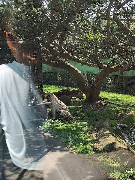 新竹縣關西鎮六福村主題遊樂園：猛獸區巴士 (8).jpg