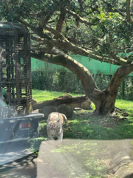 新竹縣關西鎮六福村主題遊樂園：猛獸區巴士 (10).jpg