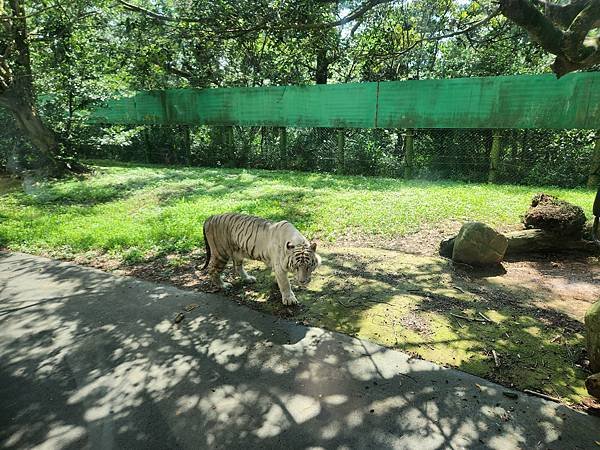 新竹縣關西鎮六福村主題遊樂園：猛獸區巴士 (14).jpg