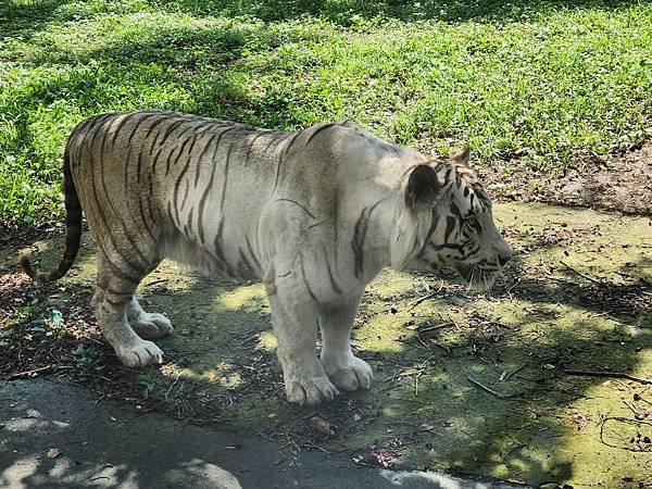 新竹縣關西鎮六福村主題遊樂園：猛獸區巴士 (16).jpg