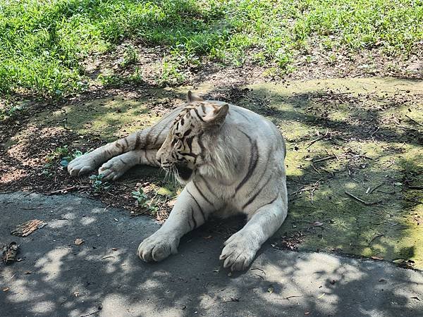 新竹縣關西鎮六福村主題遊樂園：猛獸區巴士 (18).jpg