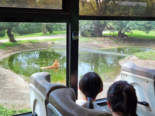 新竹縣關西鎮六福村主題遊樂園：猛獸區巴士 (22).jpg