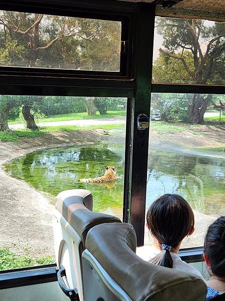 新竹縣關西鎮六福村主題遊樂園：猛獸區巴士 (23).jpg