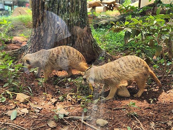 新竹縣關西鎮六福村主題遊樂園：非洲部落 (1).jpg