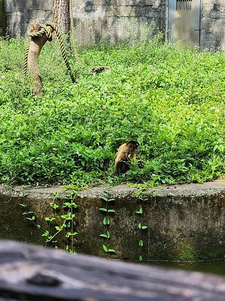 新竹縣關西鎮六福村主題遊樂園：非洲部落 (7).jpg