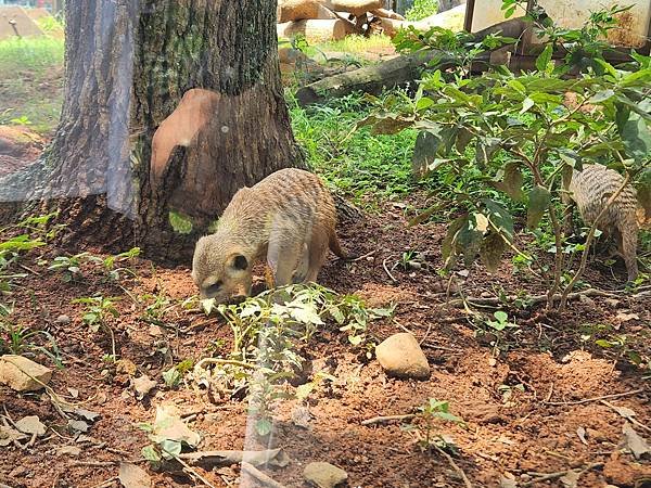 新竹縣關西鎮六福村主題遊樂園：非洲部落 (18).jpg