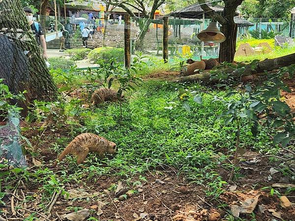 新竹縣關西鎮六福村主題遊樂園：非洲部落 (17).jpg