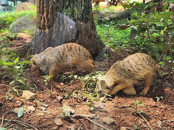 新竹縣關西鎮六福村主題遊樂園：非洲部落 (19).jpg