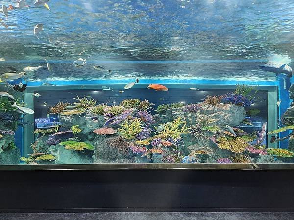 日本沖縄県iias沖縄豊崎：DMMかりゆし水族館 (3).jpg