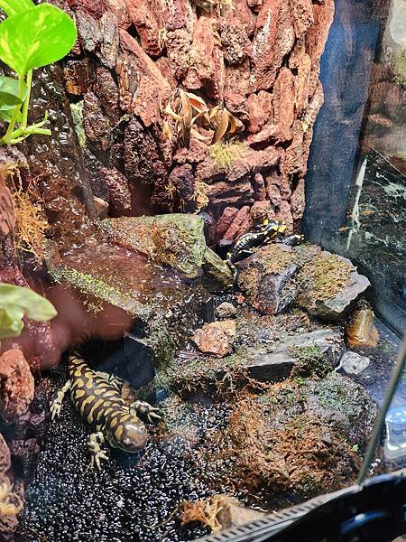 日本沖縄県iias沖縄豊崎：DMMかりゆし水族館 (6).jpg