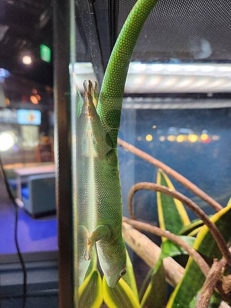 日本沖縄県iias沖縄豊崎：DMMかりゆし水族館 (8).jpg