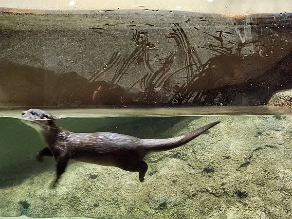 日本沖縄県iias沖縄豊崎：DMMかりゆし水族館 (27).jpg