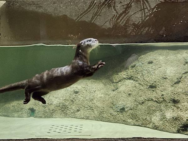 日本沖縄県iias沖縄豊崎：DMMかりゆし水族館 (29).jpg