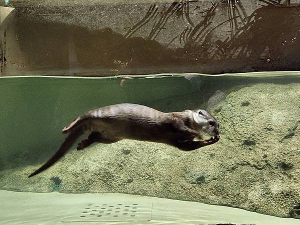 日本沖縄県iias沖縄豊崎：DMMかりゆし水族館 (30).jpg