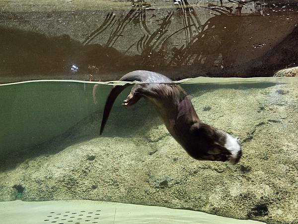 日本沖縄県iias沖縄豊崎：DMMかりゆし水族館 (31).jpg