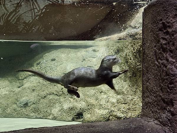 日本沖縄県iias沖縄豊崎：DMMかりゆし水族館 (32).jpg