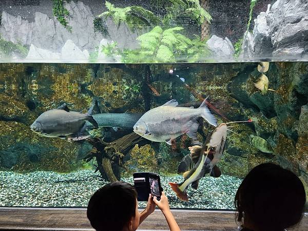 日本沖縄県iias沖縄豊崎：DMMかりゆし水族館 (60).jpg