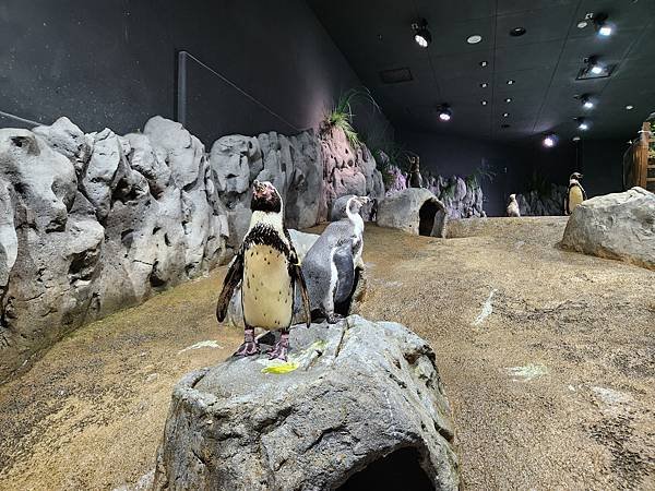 日本沖縄県iias沖縄豊崎：DMMかりゆし水族館 (75).jpg