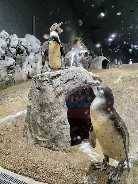 日本沖縄県iias沖縄豊崎：DMMかりゆし水族館 (76).jpg