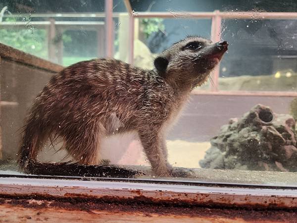 日本沖縄県iias沖縄豊崎：DMMかりゆし水族館 (101).jpg