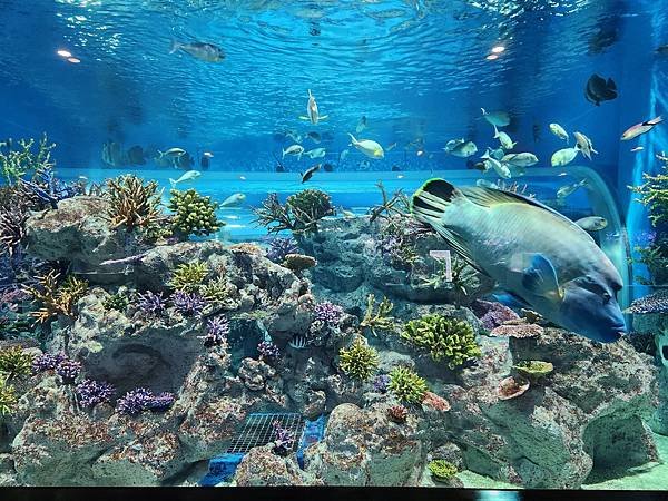 日本沖縄県iias沖縄豊崎：DMMかりゆし水族館 (113).jpg