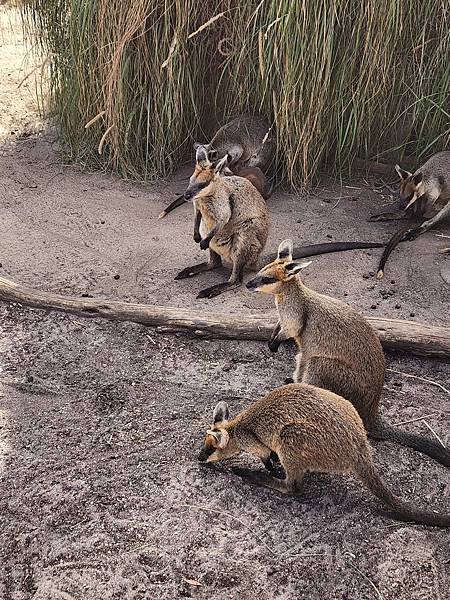 澳洲墨爾本MARU KOALA %26; ANIMAL PARK (32).jpg