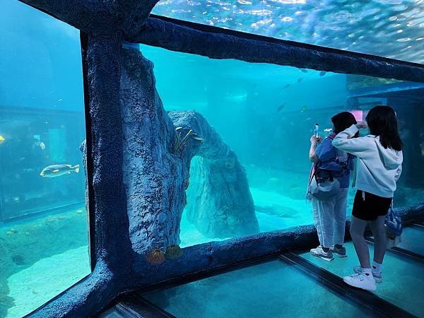 澳洲雪梨SEA LIFE Sydney Aquarium (68).jpg