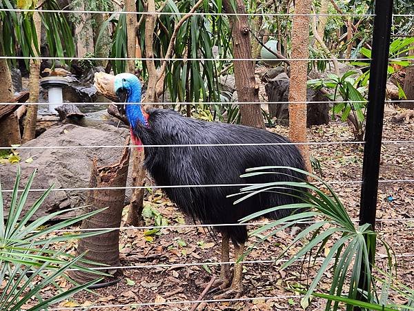 澳洲雪梨WILD LIFE Sydney Zoo (34).jpg