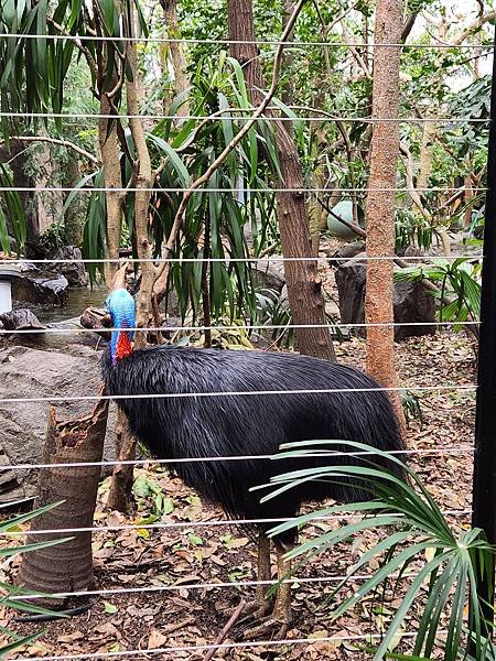 澳洲雪梨WILD LIFE Sydney Zoo (35).jpg