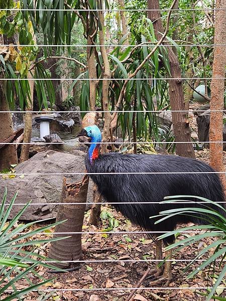 澳洲雪梨WILD LIFE Sydney Zoo (36).jpg