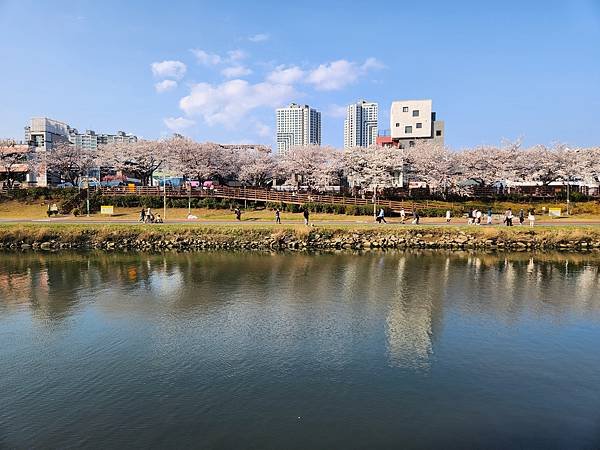 亞亞的溫泉川賞櫻 (4).jpg