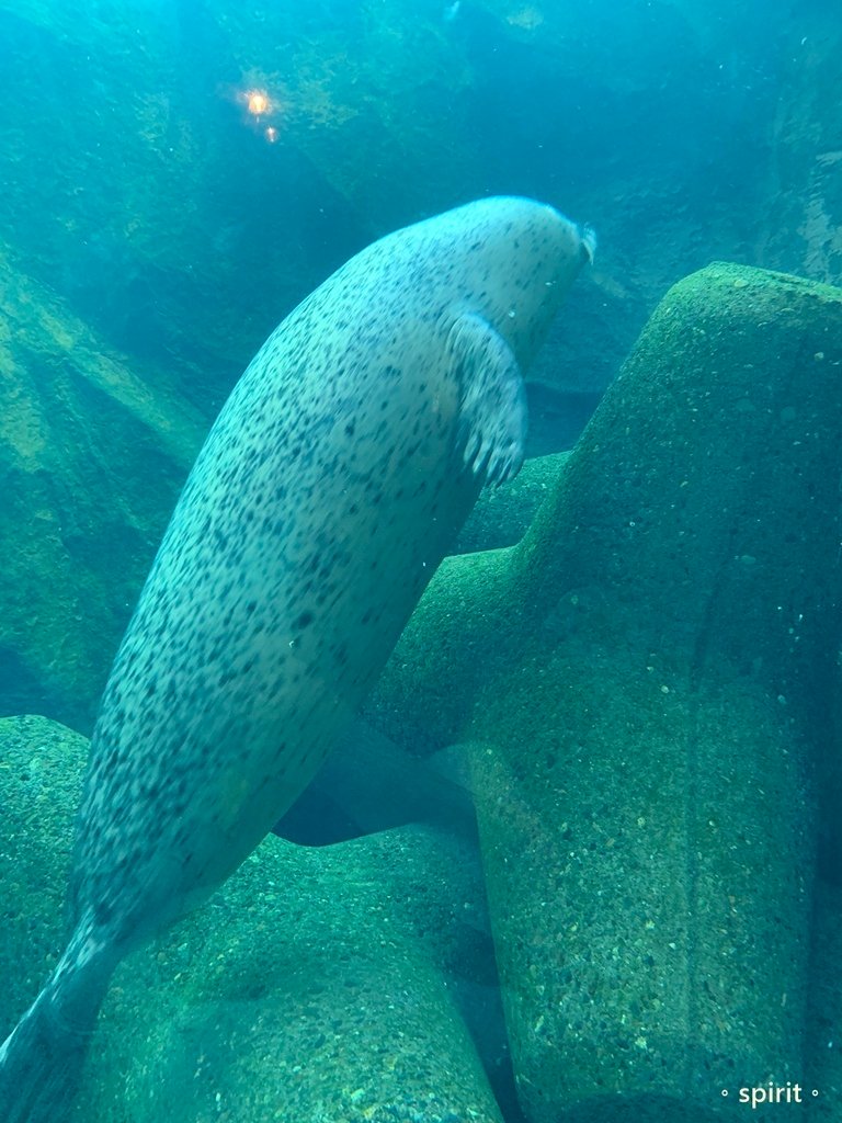 北海道親子夏日遊記(16)｜旭川景點－旭山動物園